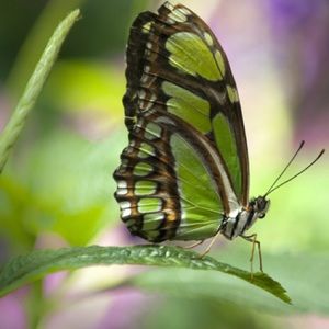 Meet your Posher, Gordon